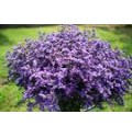 ΛΙΜΟΝΙΟΥΜ ΜΠΛΕ    LIMONIUM MAIN BLUE
